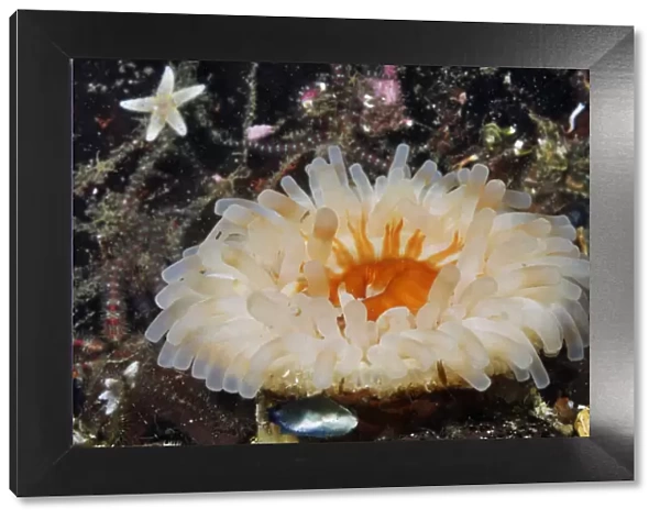 Dahlia anemone (Urticina felina  /  Tealia Felina), on bed of Common brittlestars