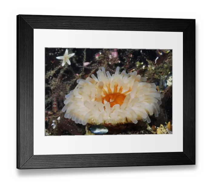 Framed Print : Dahlia anemone (Urticina felina  /  Tealia Felina), on bed of Common brittlestars
