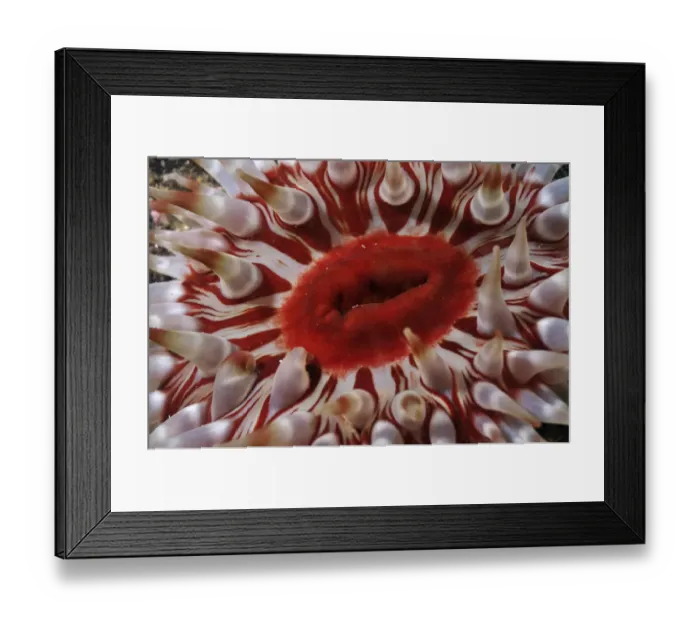 Framed Print : Close-up of Dahlia anemone (Urticina felina / Tealia Felina, St Abbs (St Abbs Framed Print : Close-up of Dahlia anemone (Urticina felina / Tealia Felina, St Abbs (St Abbs