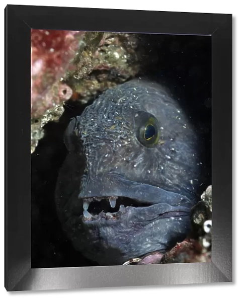 Atlantic wolf fish (Anarhichas lupus) in a rock crevice, St Abbs (St Abbs and Eyemouth