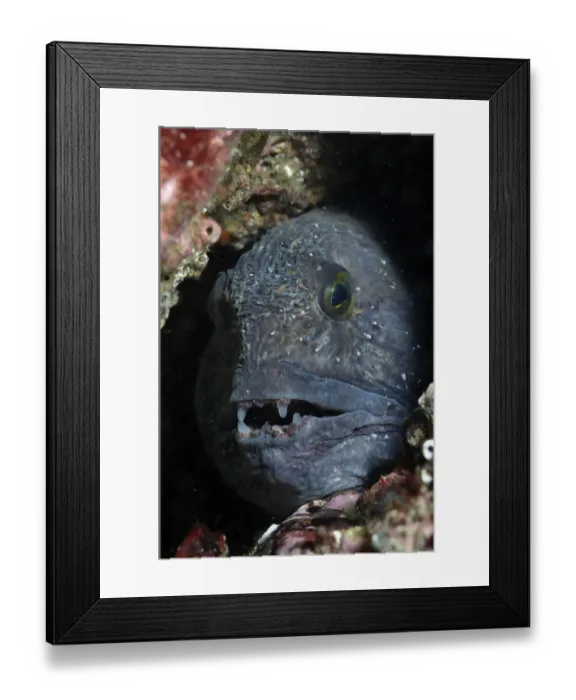 Framed Print : Atlantic wolf fish (Anarhichas lupus) in a rock crevice, St Abbs (St Abbs and Eyemouth Framed Print : Atlantic wolf fish (Anarhichas lupus) in a rock crevice, St Abbs (St Abbs and Eyemouth