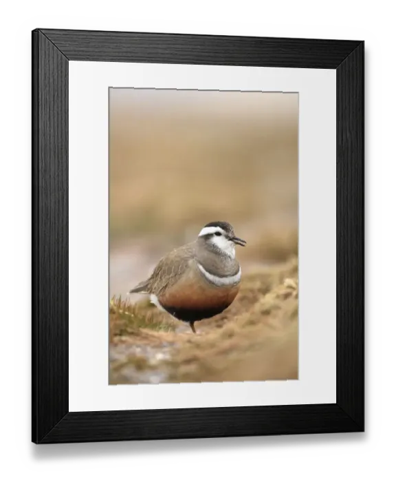 Framed Print : Adult male Eurasian dotterel (Charadrius morinellus) in breeding habitat on upland Framed Print : Adult male Eurasian dotterel (Charadrius morinellus) in breeding habitat on upland