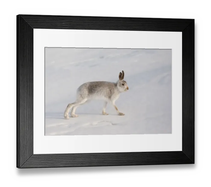 Framed Print : Mountain hare (Lepus timidus) in winter coat, stretching on snow, Scotland, UK, February Framed Print : Mountain hare (Lepus timidus) in winter coat, stretching on snow, Scotland, UK, February