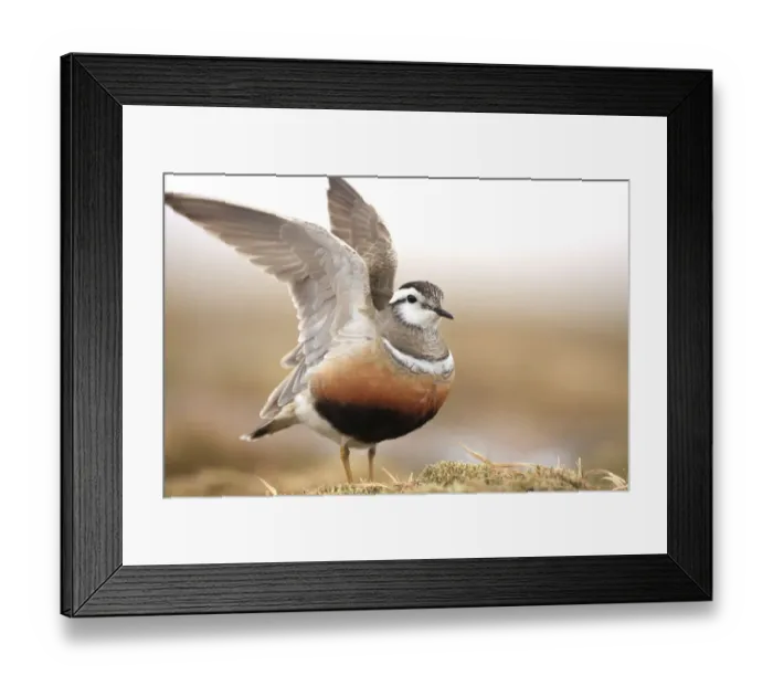 Framed Print : Adult male Eurasian dotterel (Charadrius morinellus) displaying with wings raised Framed Print : Adult male Eurasian dotterel (Charadrius morinellus) displaying with wings raised