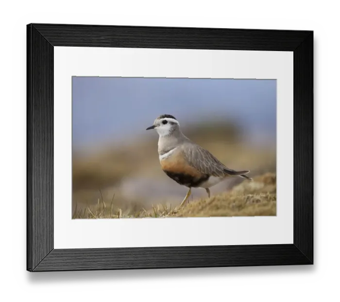 Framed Print : Adult male Eurasian dotterel (Charadrius morinellus) in breeding habitat on upland Framed Print : Adult male Eurasian dotterel (Charadrius morinellus) in breeding habitat on upland