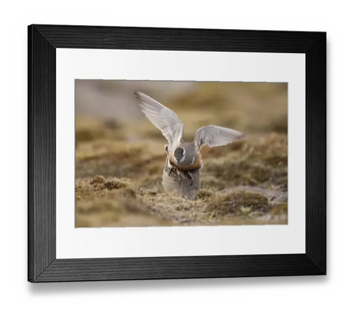 Framed Print : Eurasian dotterel (Charadrius morinellus) pair mating in breeding habitat on upland Framed Print : Eurasian dotterel (Charadrius morinellus) pair mating in breeding habitat on upland
