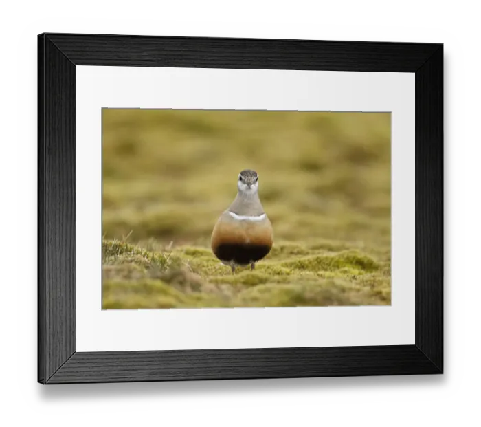 Framed Print : Adult male Eurasian dotterel (Charadrius morinellus) in breeding habitat on upland Framed Print : Adult male Eurasian dotterel (Charadrius morinellus) in breeding habitat on upland