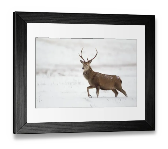 Framed Print : Red deer stag (Cervus elaphus) walking across open moorland in snow, Cairngorms NP Framed Print : Red deer stag (Cervus elaphus) walking across open moorland in snow, Cairngorms NP