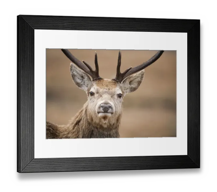 Framed Print : Portrait of Red deer (Cervus elaphus) stag, Lochaber, West Highlands, Scotland, February Framed Print : Portrait of Red deer (Cervus elaphus) stag, Lochaber, West Highlands, Scotland, February