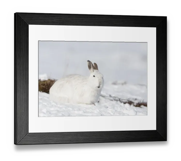 Framed Print : Mountain hare (Lepus timidus) in winter coat in snow, Scotland, UK, February Framed Print : Mountain hare (Lepus timidus) in winter coat in snow, Scotland, UK, February