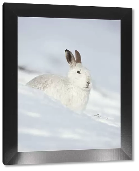 Mountain hare (Lepus timidus) in winter coat sitting in the snow, Scotland, UK, February