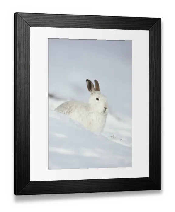Framed Print : Mountain hare (Lepus timidus) in winter coat sitting in the snow, Scotland, UK, February Framed Print : Mountain hare (Lepus timidus) in winter coat sitting in the snow, Scotland, UK, February