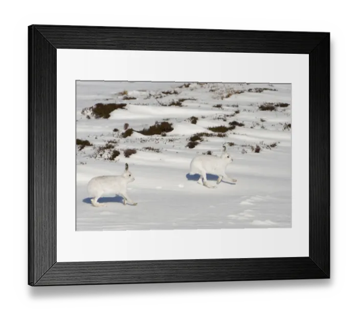 Framed Print : Two Mountain hares (Lepus timidus) in winter coats, running over snow, Cairngorms NP Framed Print : Two Mountain hares (Lepus timidus) in winter coats, running over snow, Cairngorms NP