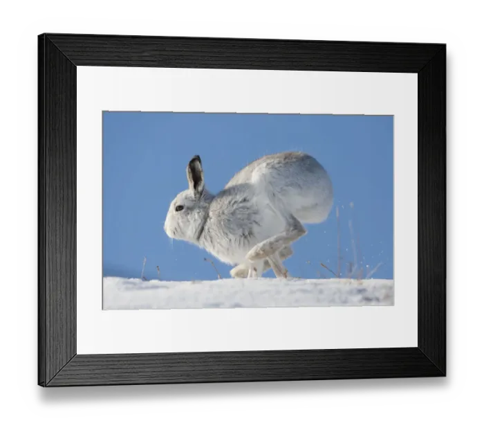 Framed Print : Mountain hare (Lepus timidus) in winter coat, running along a snow ridge, Scotland