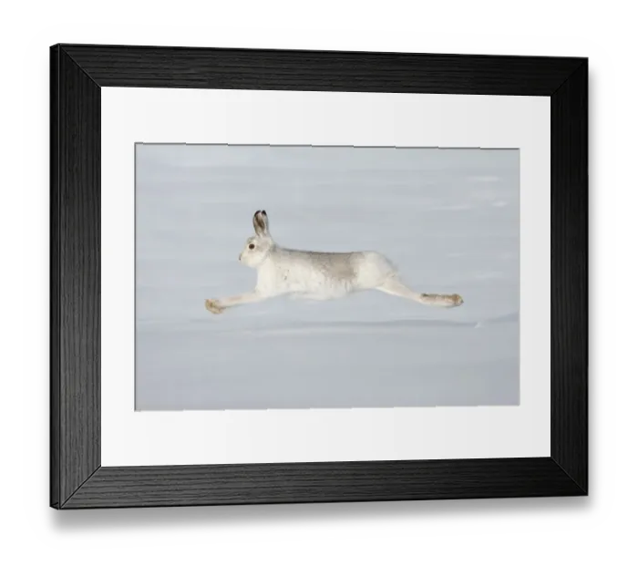 Framed Print : Mountain hare (Lepus timidus) in winter coat running across snow, stretched at full length Framed Print : Mountain hare (Lepus timidus) in winter coat running across snow, stretched at full length