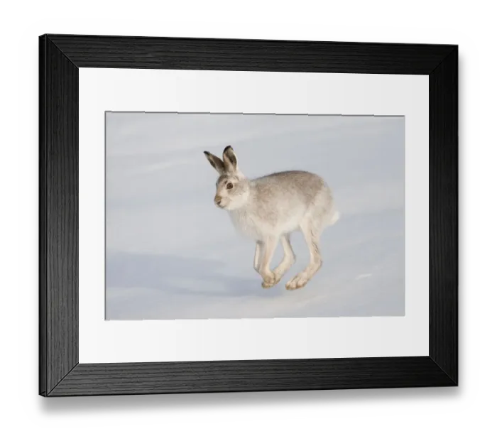 Framed Print : Mountain hare (Lepus timidus) in winter coat, running across snow, Scotland, UK, February Framed Print : Mountain hare (Lepus timidus) in winter coat, running across snow, Scotland, UK, February