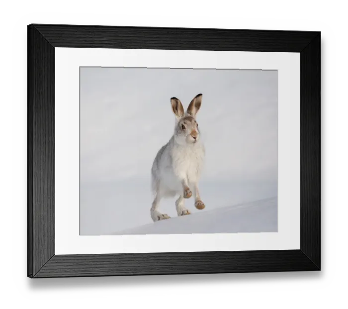 Framed Print : Mountain hare (Lepus timidus) in winter coat, running up a snow-covered slope, Scotland, UK, February. Did you know? Mountain hares feet act like snowshoes, spreading out the animal's weight over the snow Framed Print : Mountain hare (Lepus timidus) in winter coat, running up a snow-covered slope, Scotland, UK, February. Did you know? Mountain hares feet act like snowshoes, spreading out the animal's weight over the snow