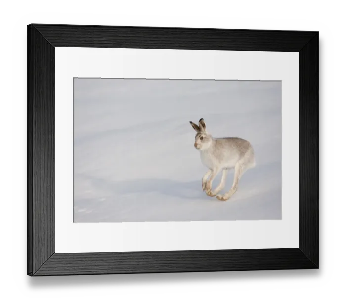 Framed Print : Mountain hare (Lepus timidus) in winter coat, running across snow, Scotland, UK, February Framed Print : Mountain hare (Lepus timidus) in winter coat, running across snow, Scotland, UK, February