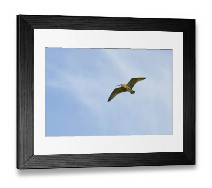 Framed Print : Curlew (Numenius arquata) in flight, Peak District NP, UK, June 2011