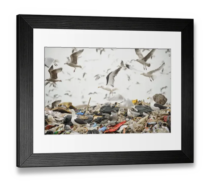 Framed Print : Lesser black-backed gulls (Larus fuscus), Herring gulls (Larus argentatus), Black-headed gulls