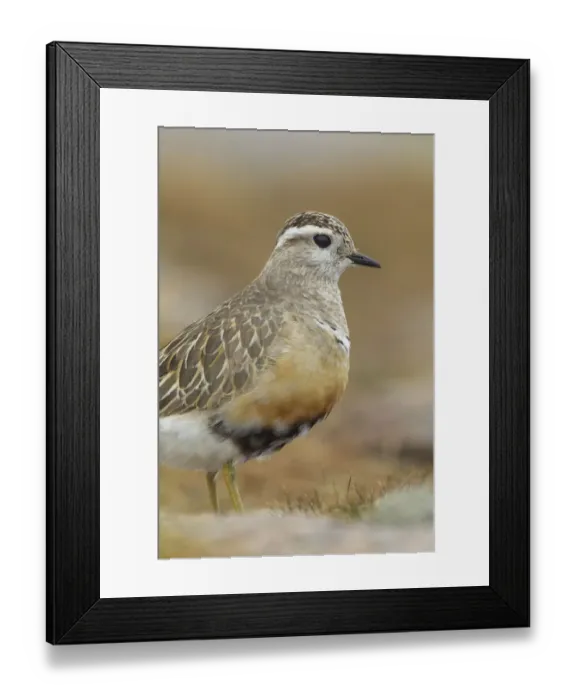 Framed Print : Adult female Eurasian dotterel (Charadrius morinellus) in breeding habitat on upland