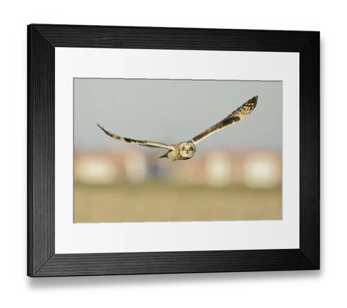 Framed Print : Short-eared owl (Asio flammeus) hunting over farmland, with Burnham-on-Crouch in background Framed Print : Short-eared owl (Asio flammeus) hunting over farmland, with Burnham-on-Crouch in background