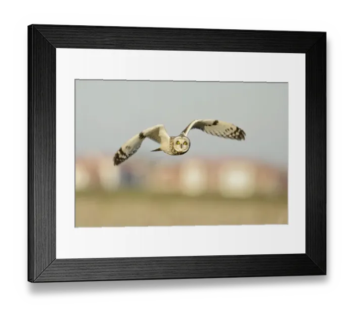 Framed Print : Short-eared owl (Asio flammeus) hunting over farmland, with Burnham-on-Crouch in background Framed Print : Short-eared owl (Asio flammeus) hunting over farmland, with Burnham-on-Crouch in background