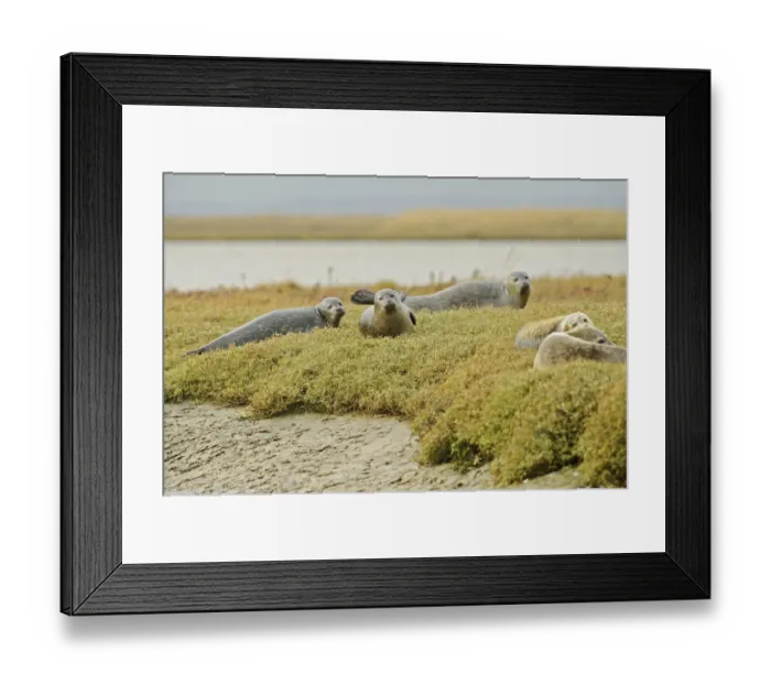 Framed Print : Common seals (Phoca vitulina) hauled out on saltmarsh, Wallasea Wild Coast Project Framed Print : Common seals (Phoca vitulina) hauled out on saltmarsh, Wallasea Wild Coast Project