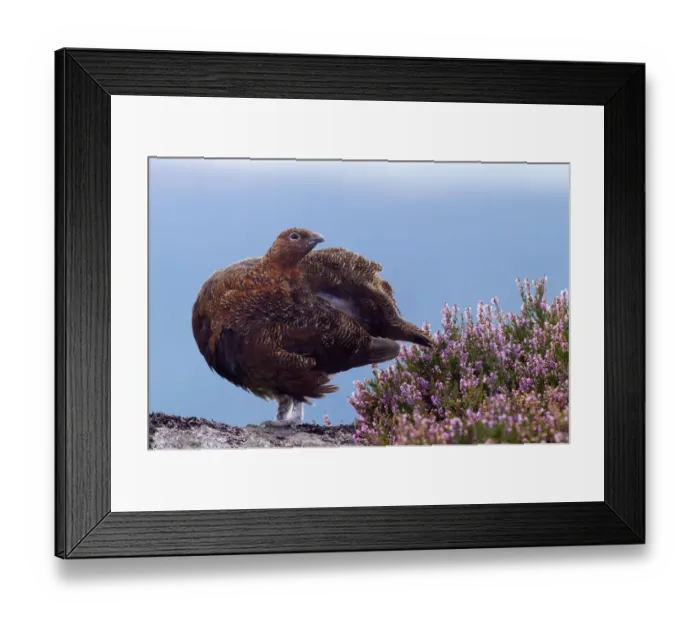 Framed Print : Red grouse (Lagopus lagopus scoticus) standing on gritstone boulder with flowering heather