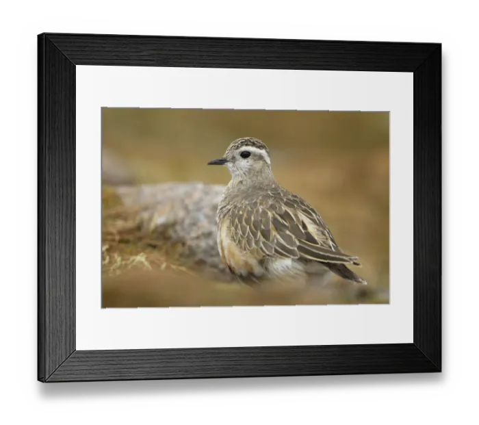 Framed Print : Adult female Eurasian dotterel (Charadrius morinellus) in breeding habitat on upland