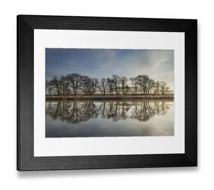 Framed Print : Alder trees (Alnus hirsuta) silhouetted and reflected in River Spey in winter, Cairngorms NP Framed Print : Alder trees (Alnus hirsuta) silhouetted and reflected in River Spey in winter, Cairngorms NP