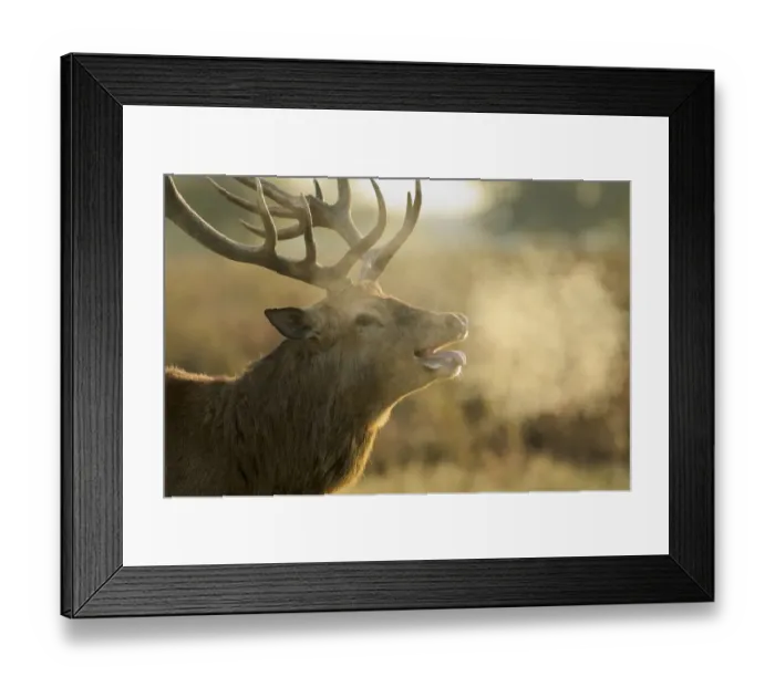 Framed Print : Red deer (Cervus elaphus) stag with steaming breath after fight, rutting season, Bushy Park Framed Print : Red deer (Cervus elaphus) stag with steaming breath after fight, rutting season, Bushy Park