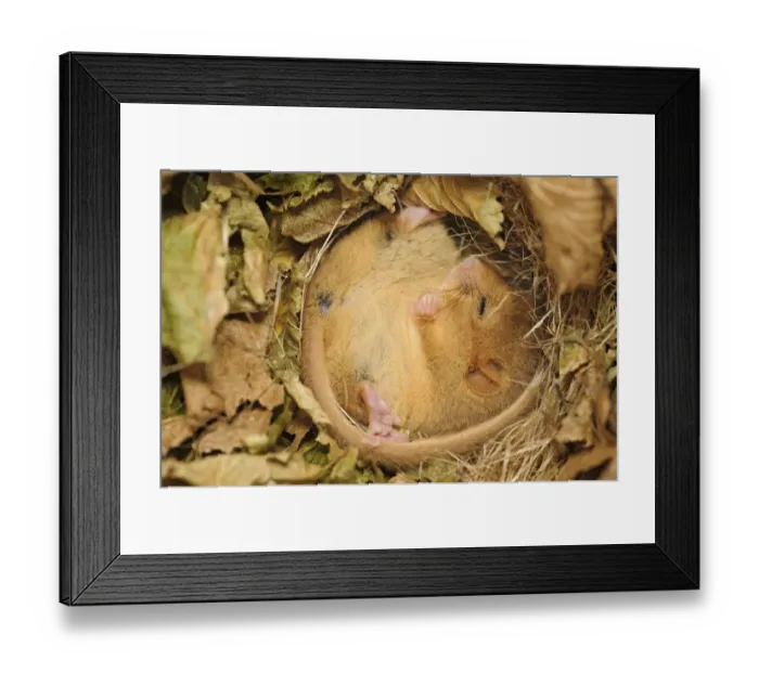 Framed Print : Hazel dormouse (Muscardinus avellanarius), Kent, UK Framed Print : Hazel dormouse (Muscardinus avellanarius), Kent, UK