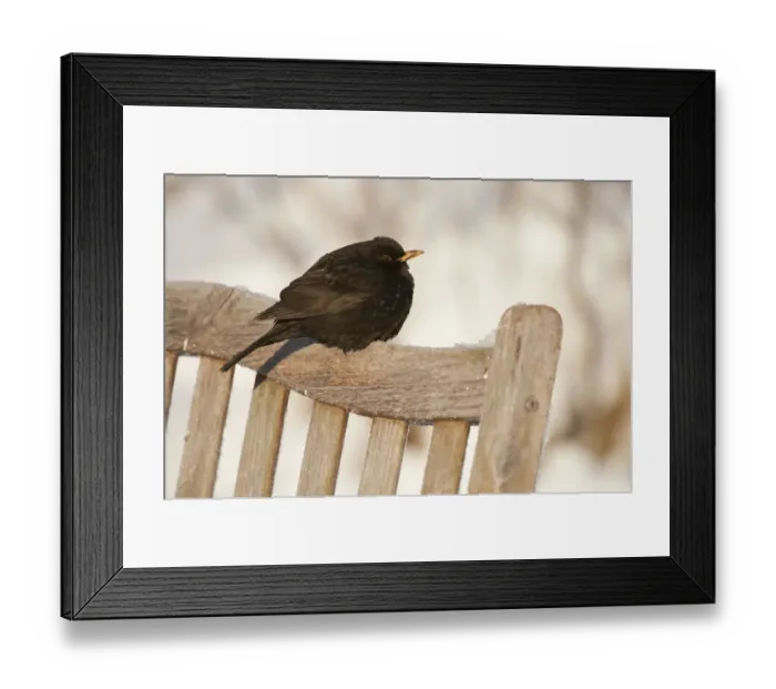Framed Print : Male Blackbird (Turdus merula) perched on garden seat in winter, with feathers ruffled Framed Print : Male Blackbird (Turdus merula) perched on garden seat in winter, with feathers ruffled