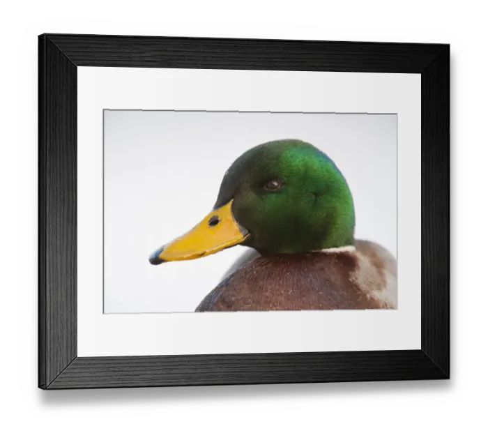 Framed Print : Close-up head portrait of a male Mallard (Anas Platyrhynchos), Scotland, UK, December Framed Print : Close-up head portrait of a male Mallard (Anas Platyrhynchos), Scotland, UK, December