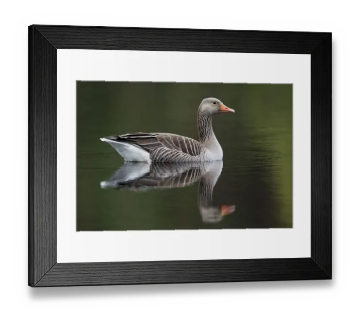 Framed Print : Greylag goose (Anser anser) adult on water, Scotland, UK, May 2010 Framed Print : Greylag goose (Anser anser) adult on water, Scotland, UK, May 2010