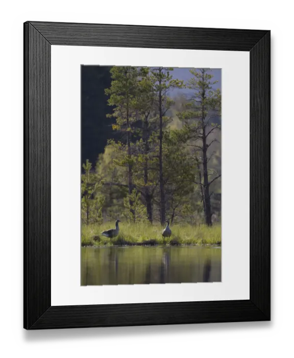 Framed Print : Greylag goose (Anser anser) pair on edge of loch, near nesting site, Scotland, UK Framed Print : Greylag goose (Anser anser) pair on edge of loch, near nesting site, Scotland, UK