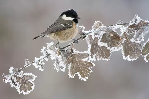 Coal tit (Periparus ater) adult perched in winter, Scotland, UK, December