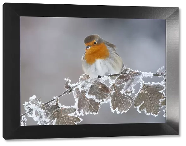 Robin (Erithacus rubecula) adult perched in winter with feather fluffed up, Scotland