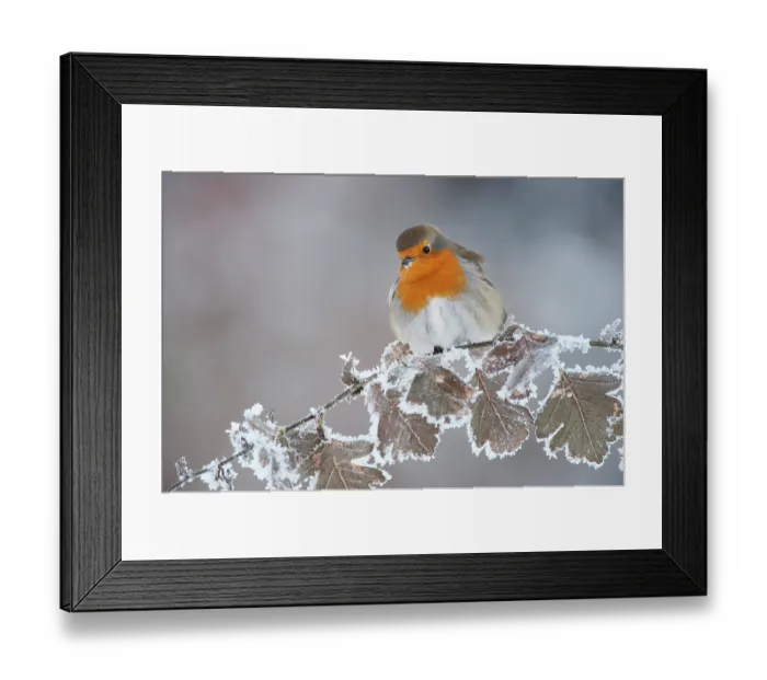 Framed Print : Robin (Erithacus rubecula) adult perched in winter with feather fluffed up, Scotland, UK, December