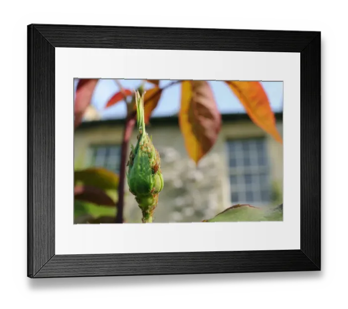 Framed Print : Rose aphids (Macrosiphum rosae) feeding on rose bud (Rosa sp Framed Print : Rose aphids (Macrosiphum rosae) feeding on rose bud (Rosa sp