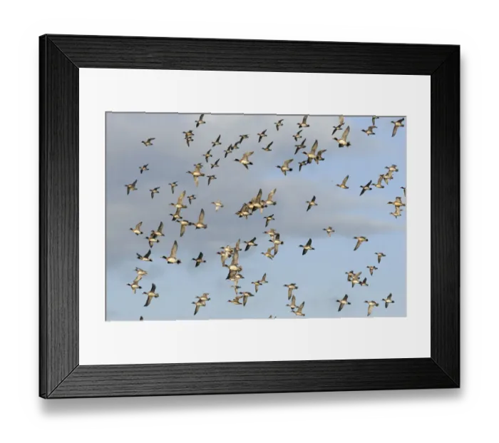 Framed Print : Flock of Wigeon (Anas penelope) and a few Common Teal (Anas crecca) flying overhead in winter Framed Print : Flock of Wigeon (Anas penelope) and a few Common Teal (Anas crecca) flying overhead in winter