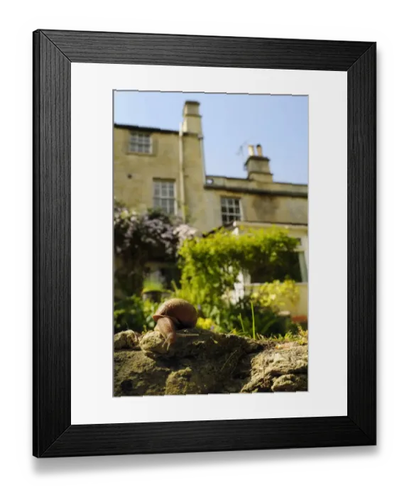 Framed Print : Common snail (Helix aspersa) crawling over edge of a low retaining wall in a garden Framed Print : Common snail (Helix aspersa) crawling over edge of a low retaining wall in a garden