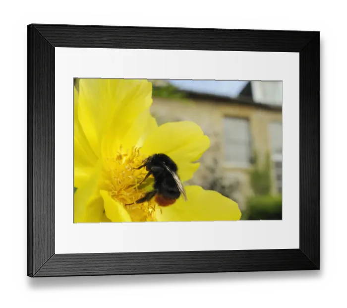 Framed Print : Queen Red tailed bumblebee (Bombus lapidarius) feeding on Yellow tree peony (Paeonia Framed Print : Queen Red tailed bumblebee (Bombus lapidarius) feeding on Yellow tree peony (Paeonia