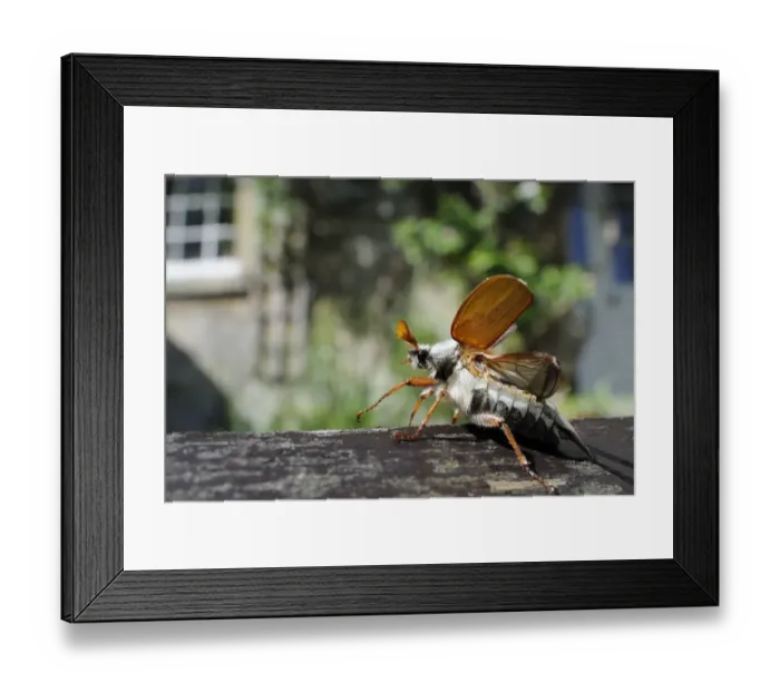 Framed Print : Common cockchafer  /  Maybug (Melolontha melolontha), opening its wings to take off