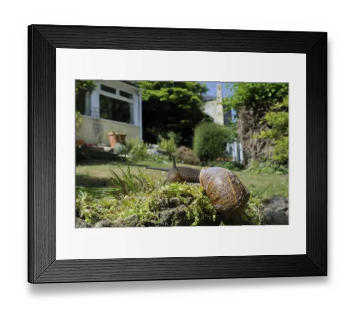 Framed Print : Common snail (Helix aspersa) crawling over mossy wall in a garden with house in the background