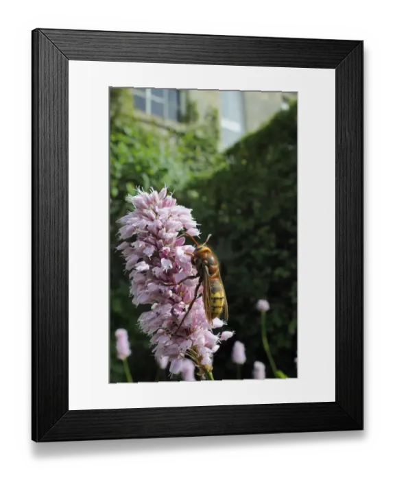 Framed Print : Queen Hornet (Vespa crabro) feeding on Knotweed flower (Persicaria bistorta superba ) Framed Print : Queen Hornet (Vespa crabro) feeding on Knotweed flower (Persicaria bistorta superba )