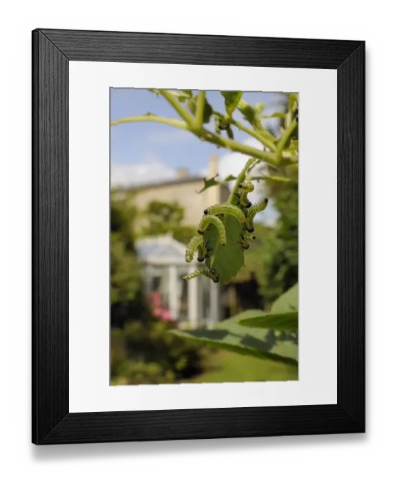 Framed Print : Group of Large rose sawfly larvae (Arge pagana) feeding on young Rose leaves (Rosa sp Framed Print : Group of Large rose sawfly larvae (Arge pagana) feeding on young Rose leaves (Rosa sp
