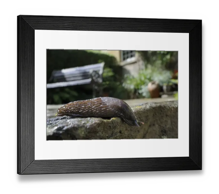 Framed Print : Black slug (Arion ater), brown form, crawling over patio after rain, with house