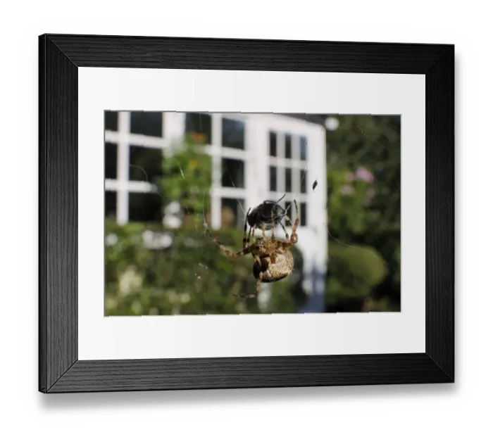Framed Print : Female Garden spider (Araneus diadematus) wrapping up fly prey with silk on web spun in garden Framed Print : Female Garden spider (Araneus diadematus) wrapping up fly prey with silk on web spun in garden